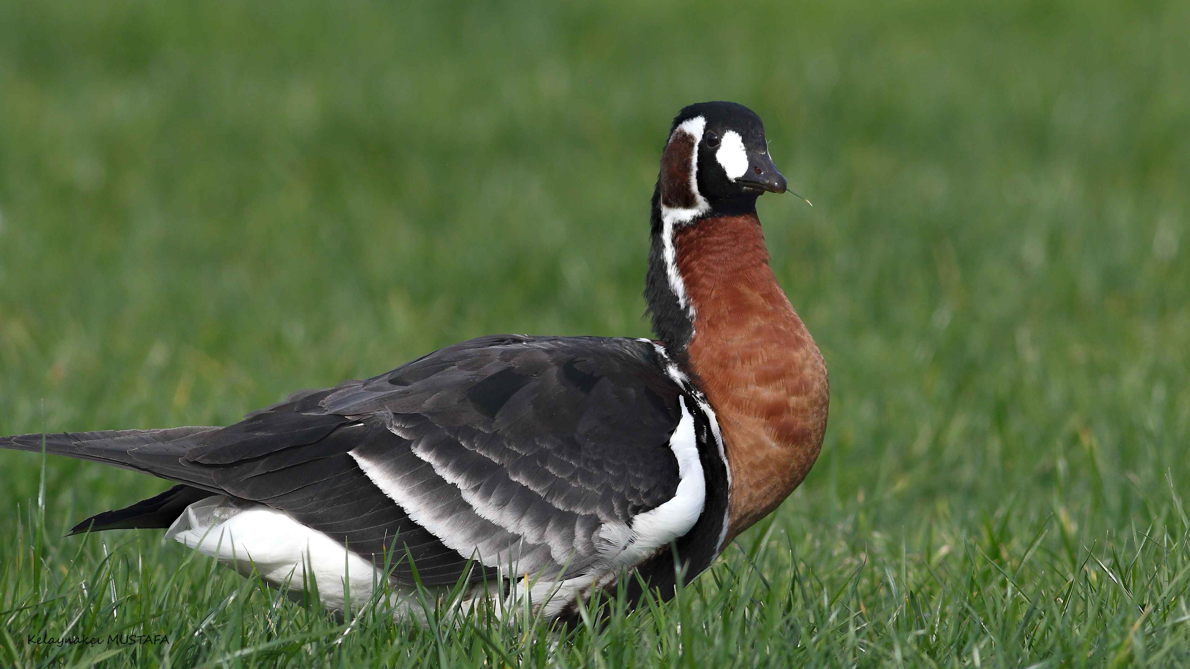 Red-breasted Goose